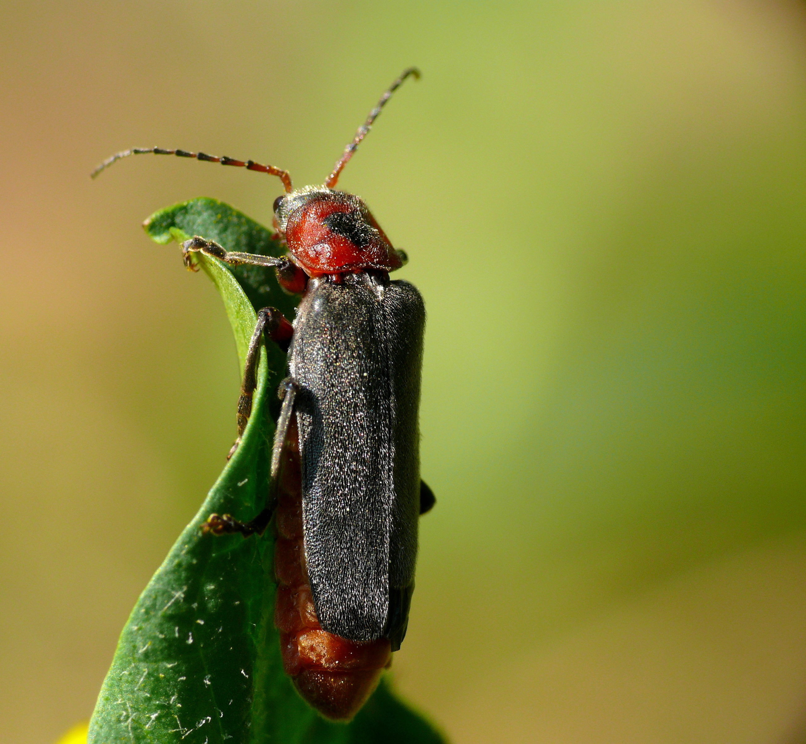 teaserimage-Cantharis