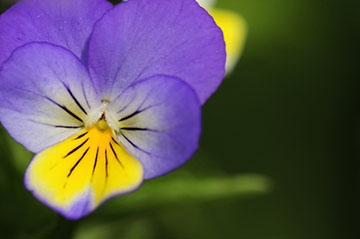 teaserimage-Viola Tricolor