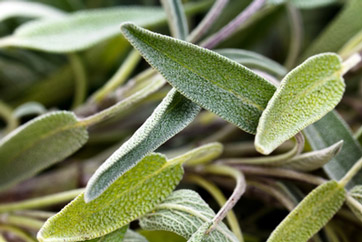 teaserimage-Salvia Officinalis