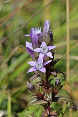 Die Bachblüte Gentian