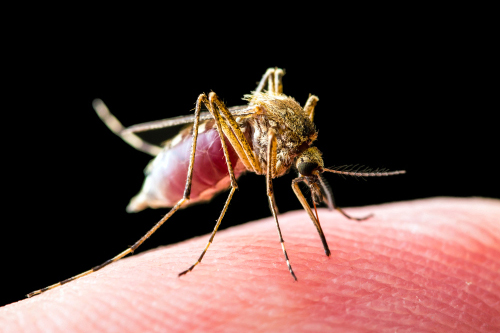 teaserimage-Insektenstiche mit Homöopathie behandeln