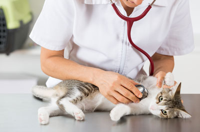 teaserimage-Katzenhusten und -schnupfen homöopathisch behandeln?