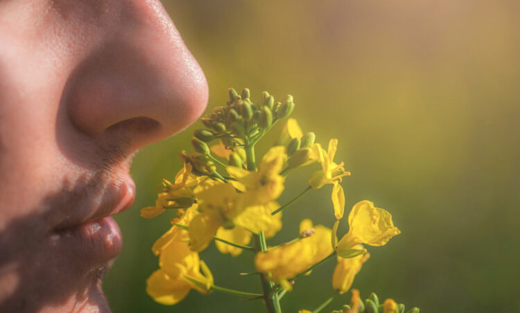 teaserimage-Homöopathie bei Geruchs- und Geschmacksverlust 