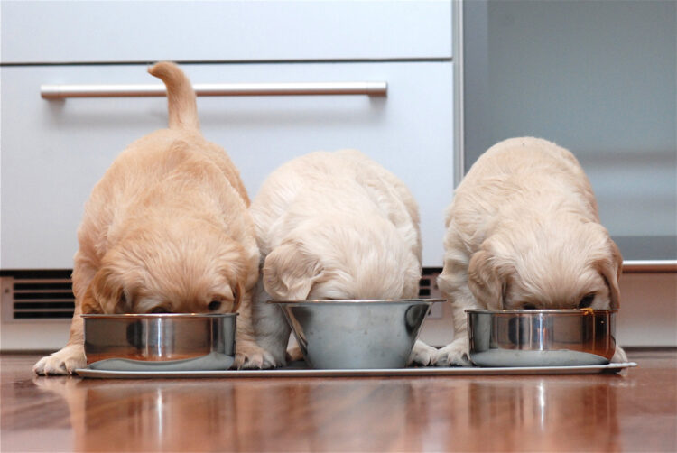 teaserimage-Magen-Darm-Beschwerden bei Hunden und Katzen mit Homöopathie behandeln